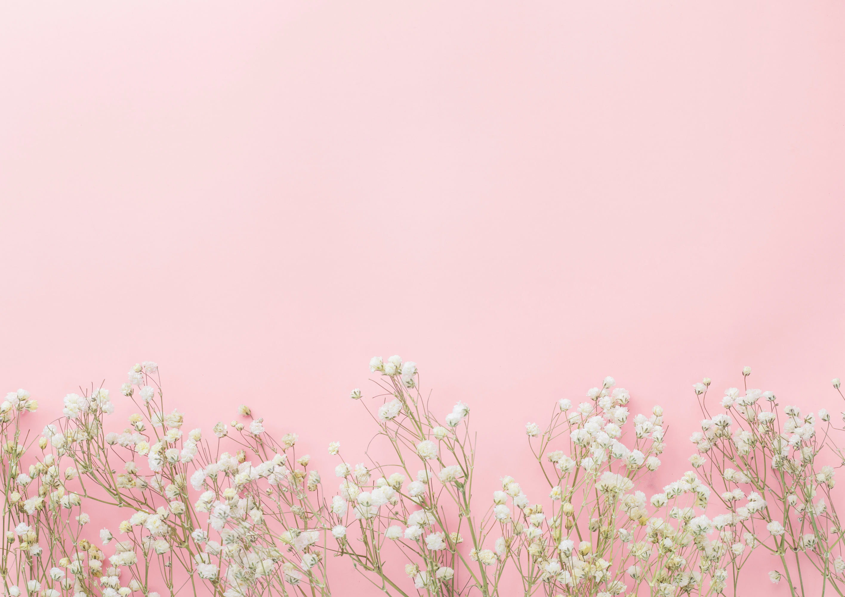 Gypsophila Flowers on Pink Pastel Background, Minimalism, Spring Flower Blosssom Concept, Flat Lay, Top View, Copy Space
